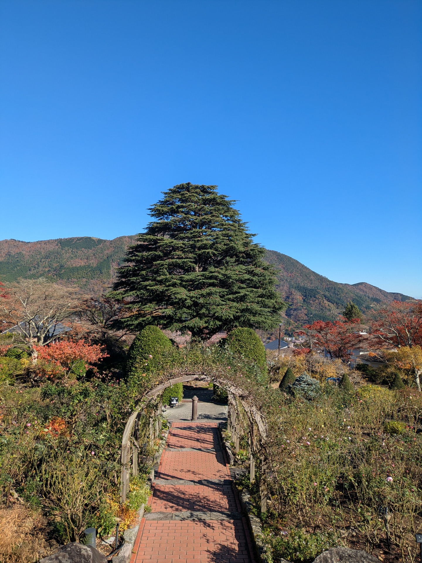 イラスト、写真、強羅公園